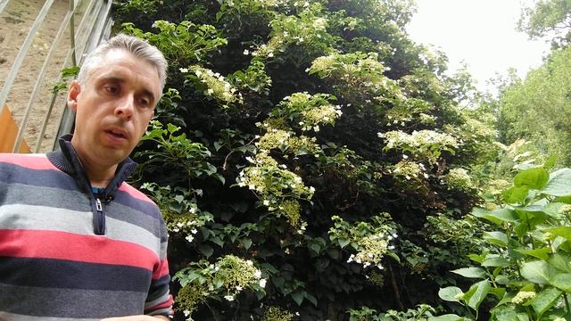 Hydrangea Annomala 'pétiolaris'