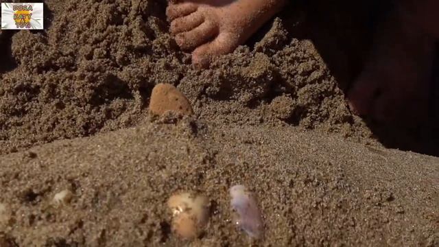 Скульптуры из песка и ракушек на пляже в Италии. Творчество на море смотреть онлайн