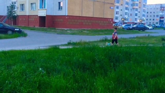 Бигль и лабрадор на вечерней прогулке. смотреть онлайн