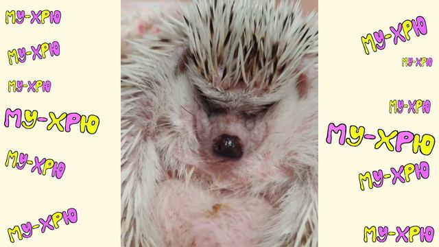 Cute Baby Animals Dogs And Cats | СМЕШНЫЕ ЖИВОТНЫЕ 2020 | Baby Animals | Веселые котята #10 смотреть онлайн