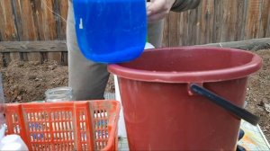 ОПРЫСКИВАНИЕ ДЕРЕВЬЕВ И КУСТАРНИКОВ МОЧЕВИНОЙ И МЕДНЫМ КУПОРОСОМ. 2021 ГОД. БУРЯТИЯ.