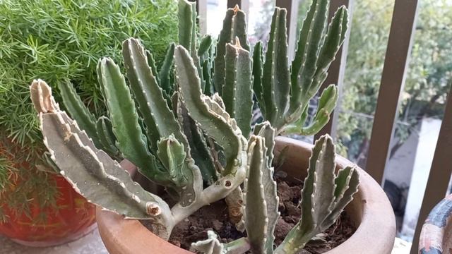 Stapelia Gigantea | How To Care For Stapelia Gigantea - Starfish Plant and Carrion Flower #stapelia смотреть онлайн