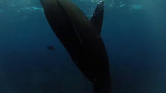 морской лев пытается укусить камеру смотреть онлайн