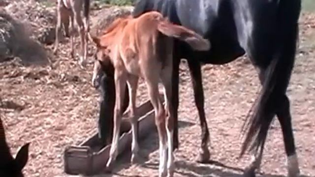 табун 1 - .MOD смотреть онлайн