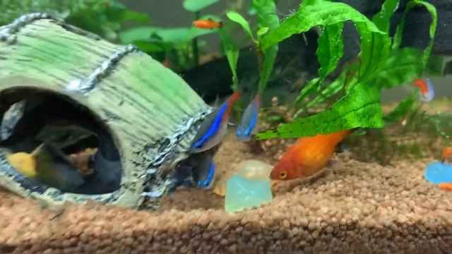 Как уживаются сомы(анциструсы) с неонами и пецилиями. Защита территории сомиков. смотреть онлайн