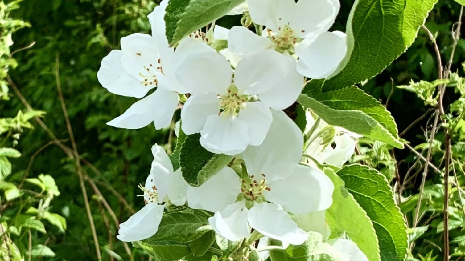 Яблоня в цвету - какое чудо! смотреть онлайн