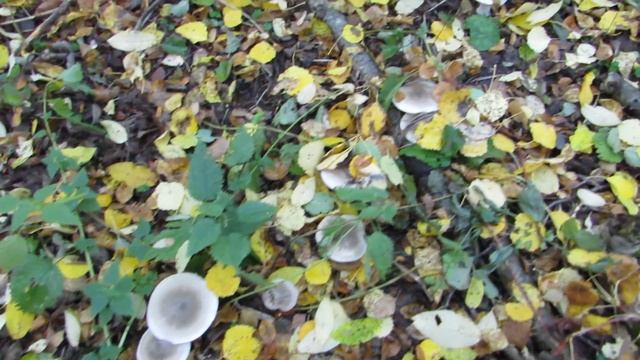 Рядовка дымчатая