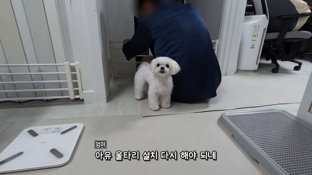 울타리를 무용지물로 만든 강아지 смотреть онлайн