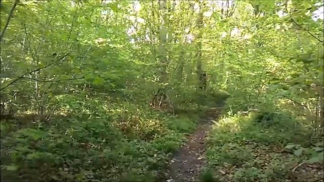 МОИ ПРОГУЛКИ ПО ОСТРОВУ.ВЕДЬМИН ЛЕС И АНГЛИЙСКИЙ ЗООПАРК смотреть онлайн