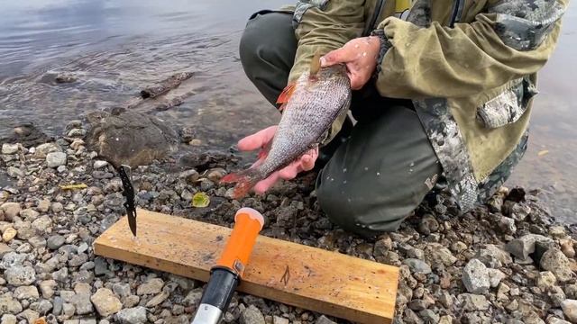 Как быстро почистить крупного ОКУНЯ/ Electric Fish Scaler смотреть онлайн
