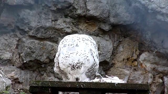 Белая сова ест белых мышей | Snowy owl eats white mice смотреть онлайн