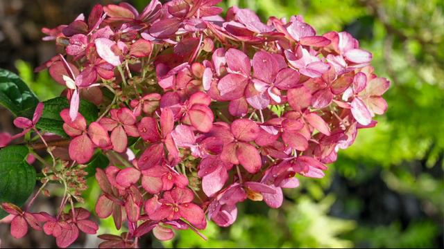 Roberta's 1-piece Fire Light Hydrangea on QVC смотреть онлайн