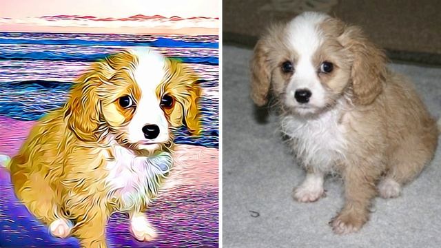 Cavachon - TOP 10 Interesting Facts смотреть онлайн