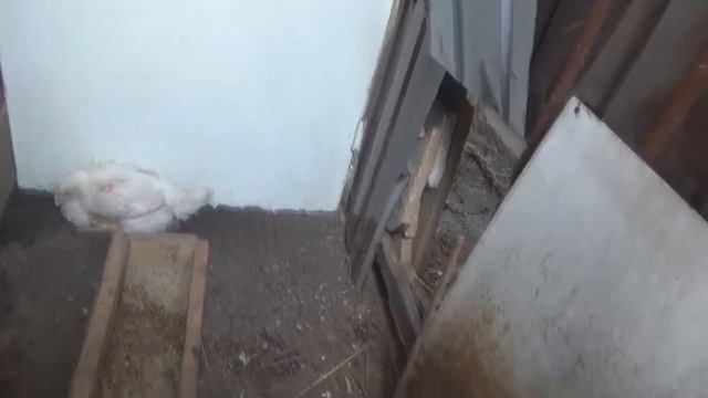 Курятник на даче смотреть онлайн