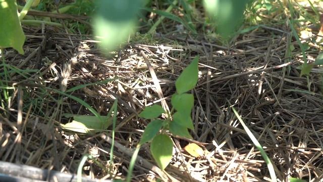 Кизил Коралловый: сбор урожая смотреть онлайн