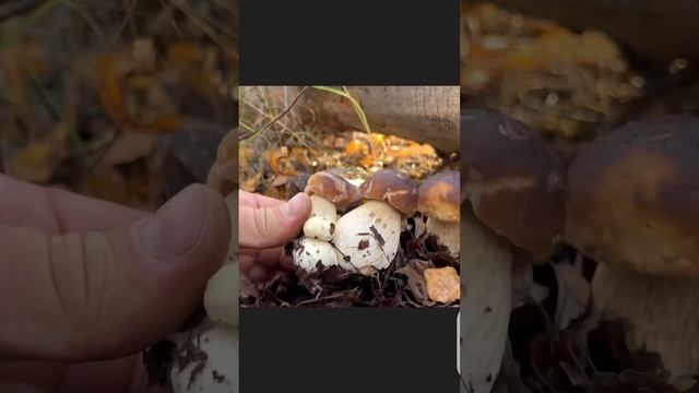 ГРИБНИКА ТРЯСЁТ ОТ ТАКОЙ НАХОДКИ ! Боровички как на картинке ! смотреть онлайн
