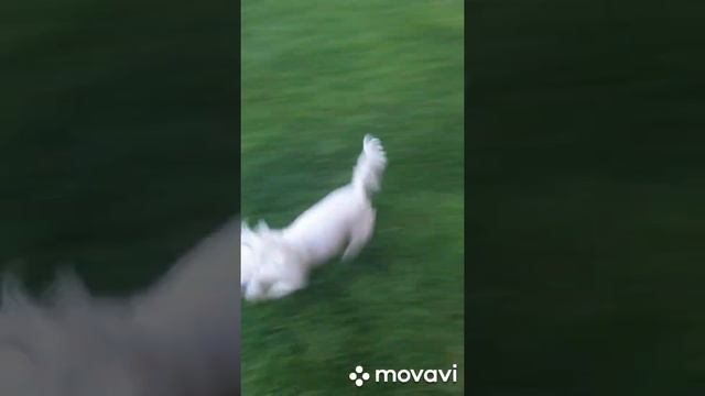 Мальтийская болонка. смотреть онлайн