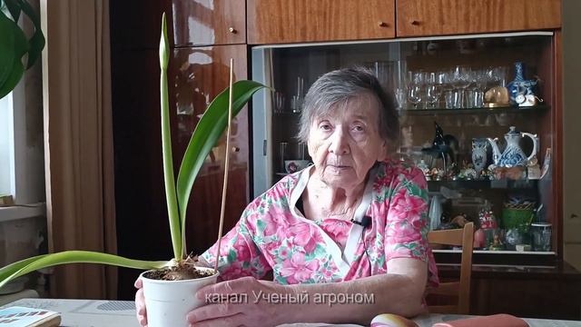 Гиппеаструм. Основные правила хорошего цветения. смотреть онлайн