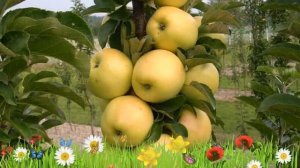 Яблоня колоновидная Медок ? Обзор: посадка и уход. саженцы яблони Медок: описание и особенности