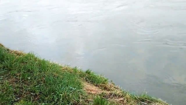 27 мая 2019 г. Маньчжурский орех. Утро 6:00. Катунь. смотреть онлайн