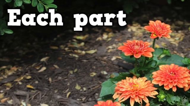 The Parts Of A Plant (song For Kids About Flower/stem/leaves/roots)