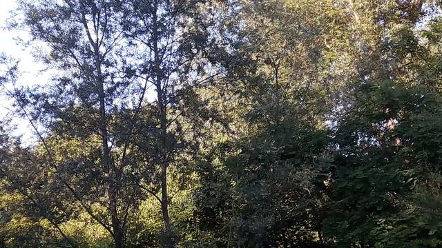 #Vera_Malina. #Voice_of_nature. #Голоса_природы #Щебет_птиц смотреть онлайн