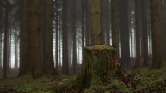 Медитация на раскрытие своего предназначения смотреть онлайн
