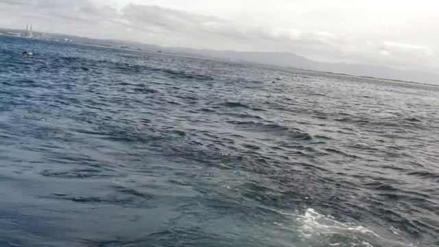 Дельфины в океане смотреть онлайн