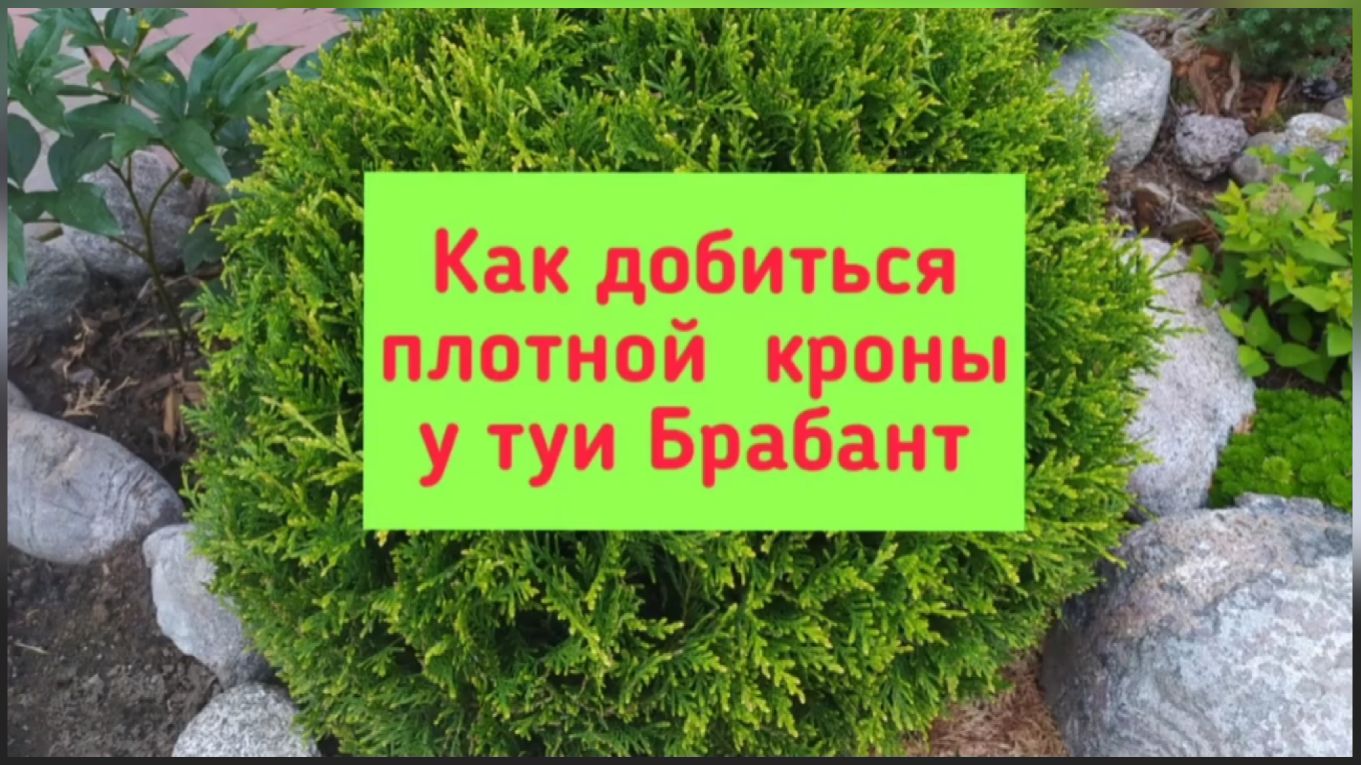 Как добиться плотной кроны у туи Брабант смотреть онлайн