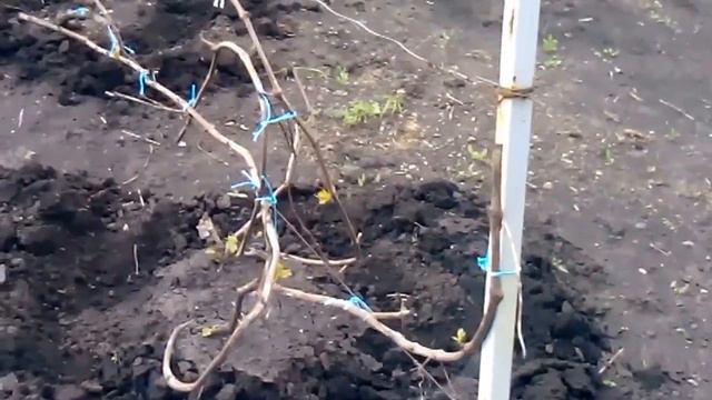 как поливать виноград смотреть онлайн