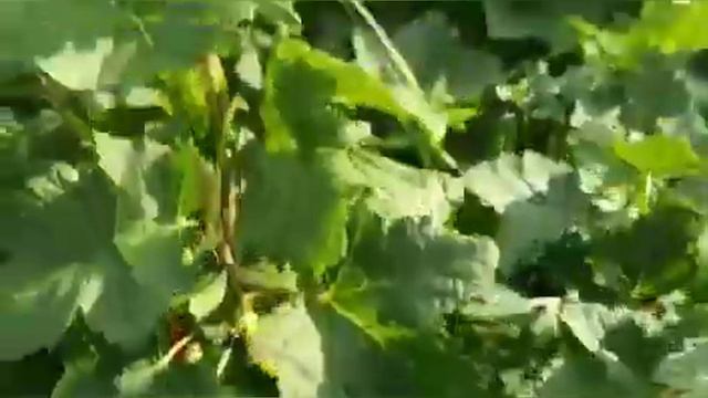 Дача.Лето.Наконец тепло. Июль 2022.