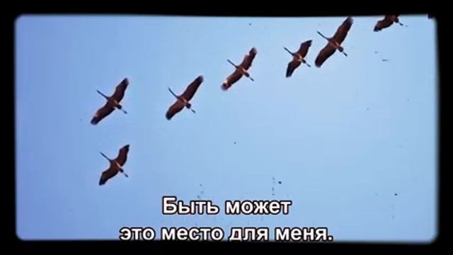 Ян Френкель - "Журавли". Никто не забыт! Ничто не забыто! Произведение на все времена. смотреть онлайн