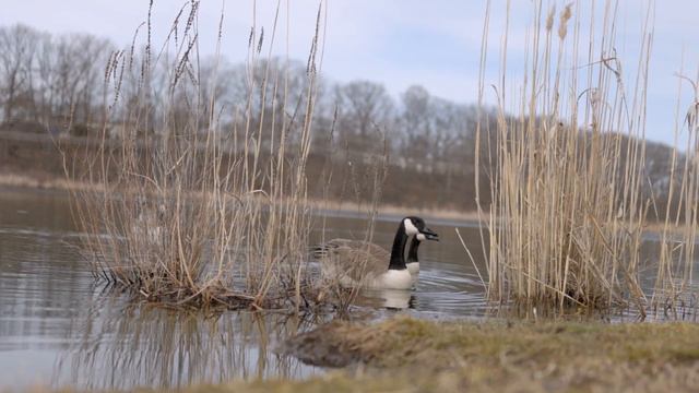 LIGHTWEIGHT E-Bike with Quality Features | Velotric T1 ST Review смотреть онлайн