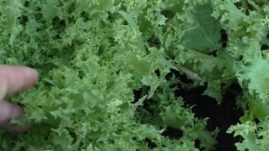 Цикорий салатный: эндивий, пала росса и витлуф / Cichorium endivia, cichorium intybus var. foliosum