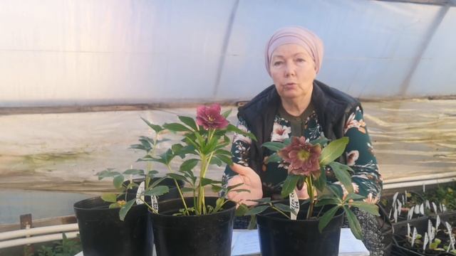 Морозники опыт выращивания