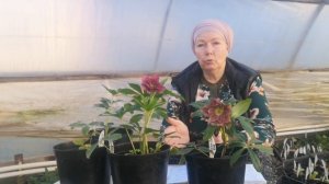 Морозники опыт выращивания