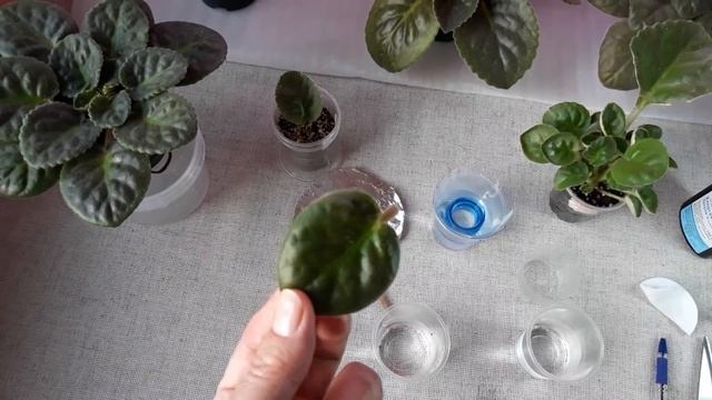 Укоренение 100%!!! черенка фиалки в воде. Все нюансы! смотреть онлайн