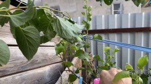 Абрикос. Летняя обрезка абрикоса. Как правильно обрезать абрикос летом