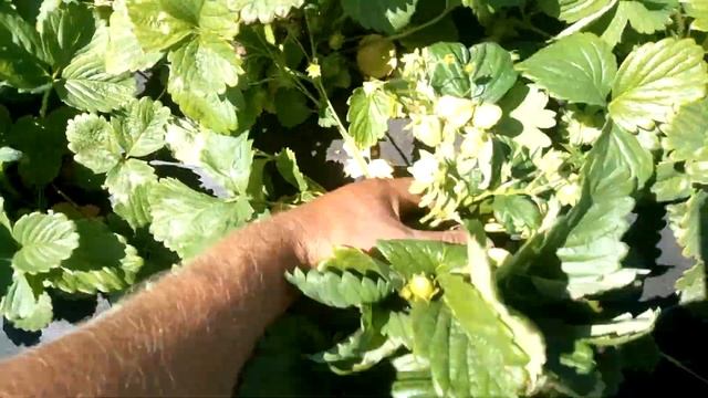 Клубника чёрный принц. Начало плодоношения. смотреть онлайн