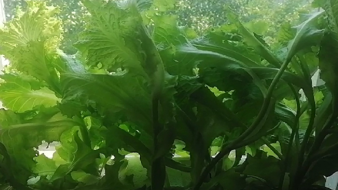 Секреты Растениеводства от Алексея