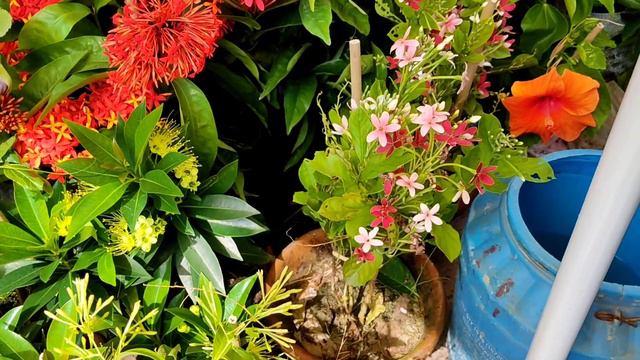 FLOWER MARKET || BEAUTIFUL HIBISCUS FLOWER || GALIFF STREET PLANT MARKET смотреть онлайн