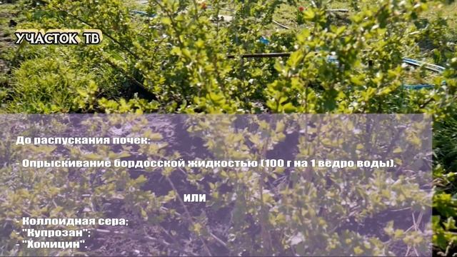 Весенняя Обработка Крыжовника от Вредителей и Болезней