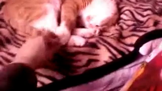 Мурчик М-р-р-р-р-р-р-р-р-р-р-р-р-р-р-р-р-р-р-р-р-р-р-р-р