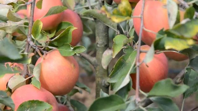 Чемпион Рено 2-улучшенный сорт Чемпиона смотреть онлайн