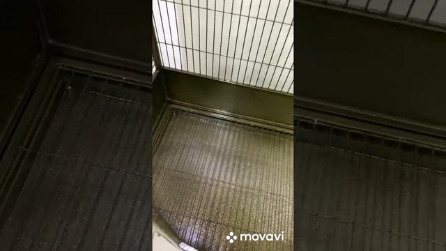 Вольер для крупных попугаев «Золотой Замок» смотреть онлайн