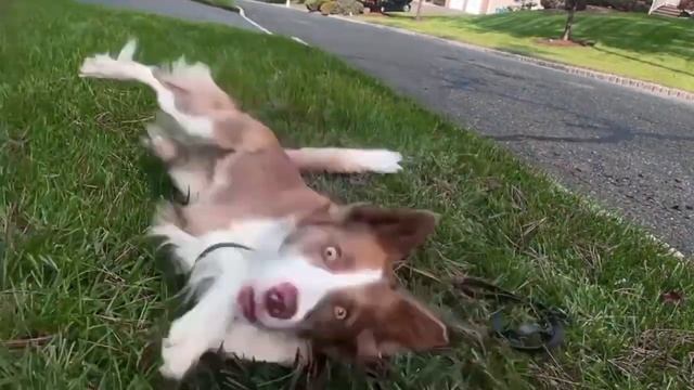 О породе Бордер колли|О собаках|Плюсы и минусы породы Бордер колли смотреть онлайн