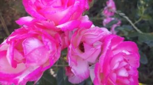 Плетистая роза Хендель Handel. РОЗА-СЕНСАЦИЯ!