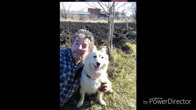 Мои собаки смотреть онлайн