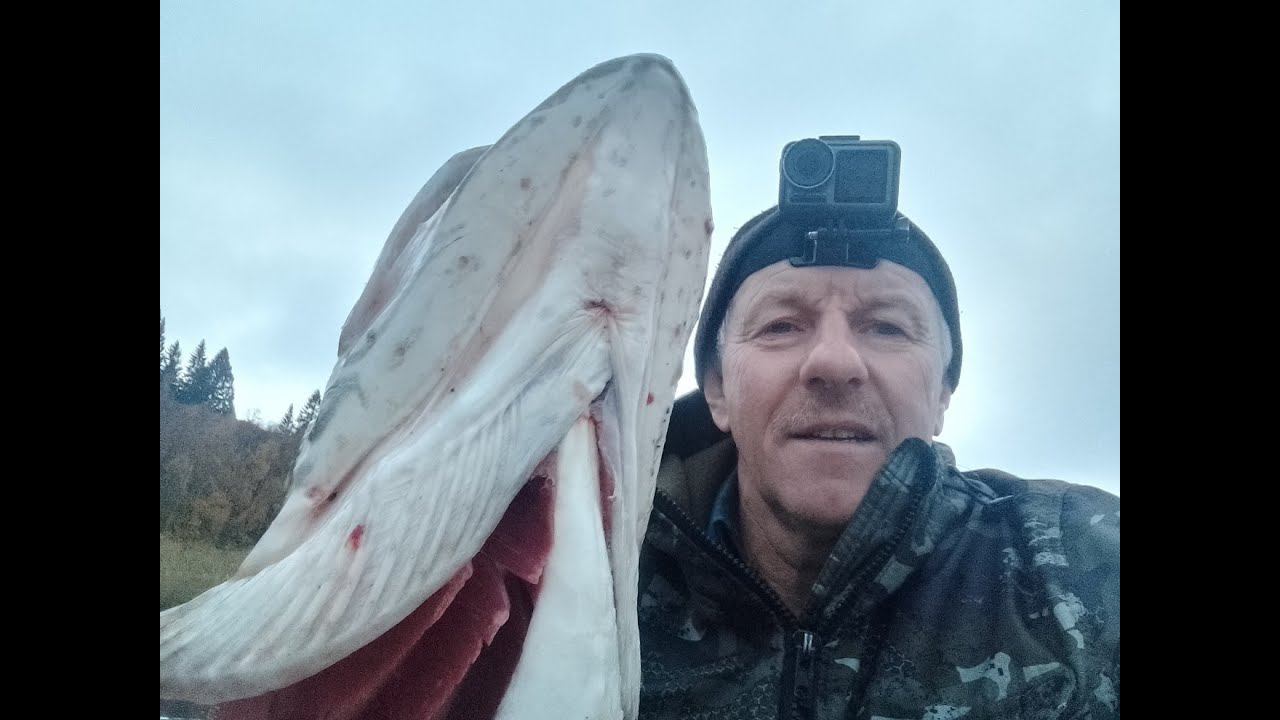 Заблудился в тумане Пойнтер 98 Грибы и тюлени Хаски Джерк косит Коньяк животворящий смотреть онлайн