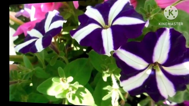 Beautiful Petunia #Petunia #greengardenkolkata смотреть онлайн